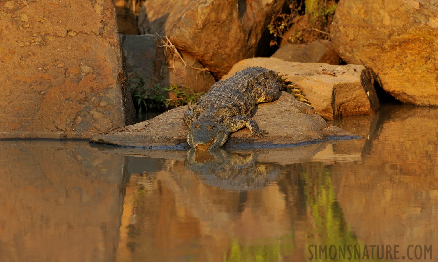 Crocodylus niloticus cowiei [550 mm, 1/1600 Sek. bei f / 8.0, ISO 1600]